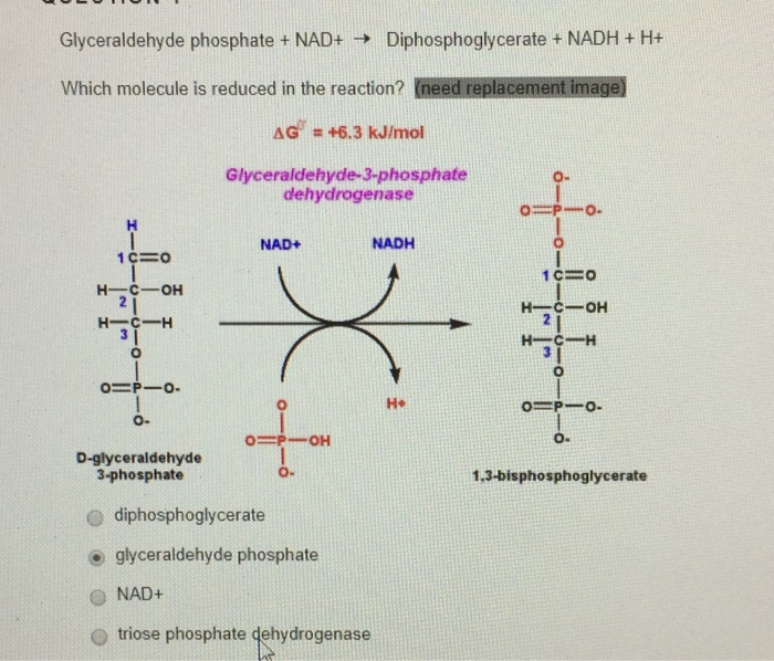 Question: Glyceraldehyde phosphate + NAD+ → D'phosphoglycerate + NADH + H+ Which molecule is reduced in t...