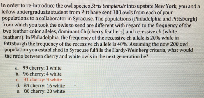 Nyc fellows essay image