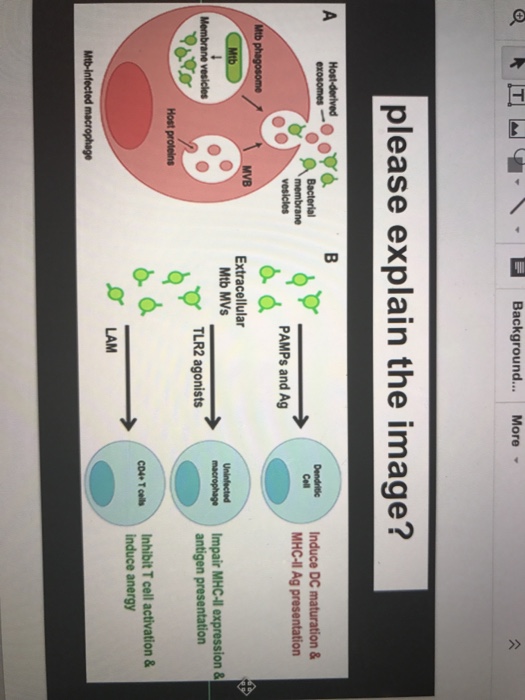 Question: R IT Background... More please explain the image? Induce DC maturation & Cell Bacterial MHCHI Ag ...