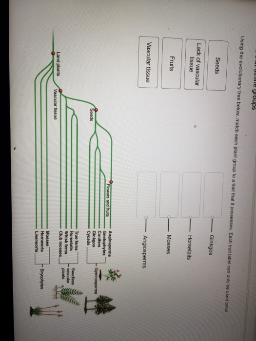 Question: Using the evolutionary tree below match each plant  group to a trait that it possesses. Each trai...