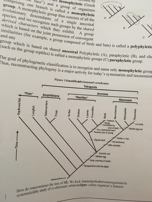 Solved A Monophyletic Group Thus Consists Of All The Evol...