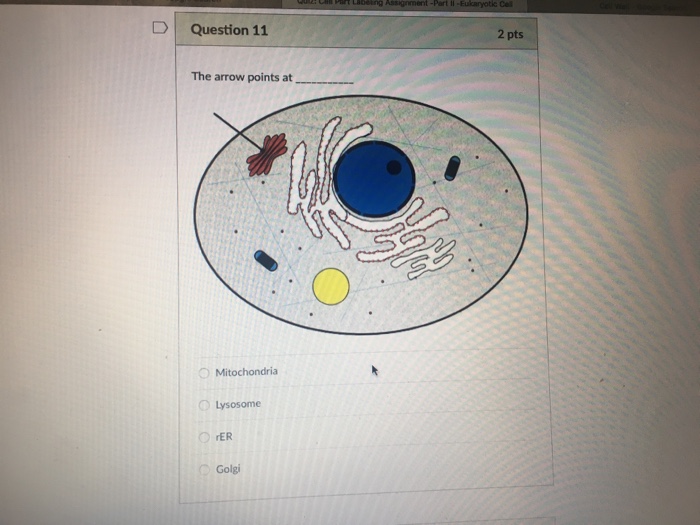 Question: Question 11 2 pts The arrow points at Lysosome rER Golgi