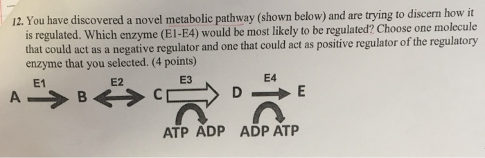 Question: 12. You have discovered a novel metabolic pathway (shown below) and are trying to discern howit i...