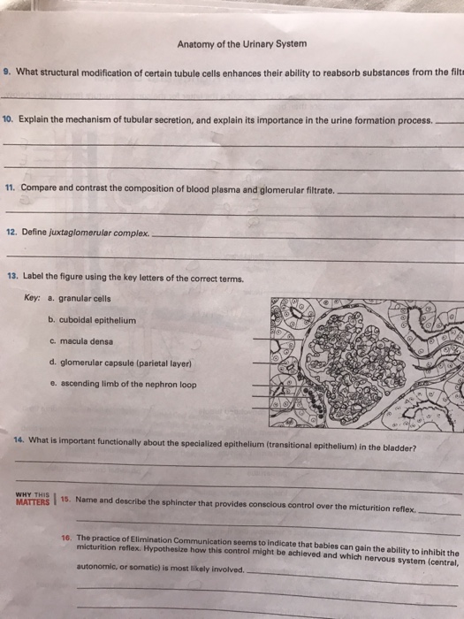 Question: What structural modification of certain tubule cells enhances their ability to reabsorb substance...