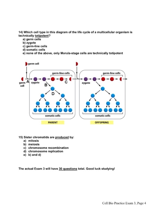 Question: Name: PRACTICE EXAM 3-Cell Biology Spring 2017 MULTIPLE CHOICE (15 questions). Choose the one alt...