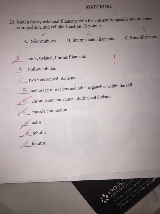 Question: Match the cytoskeletal filaments with their structure, specific motor protein composition, and ce...