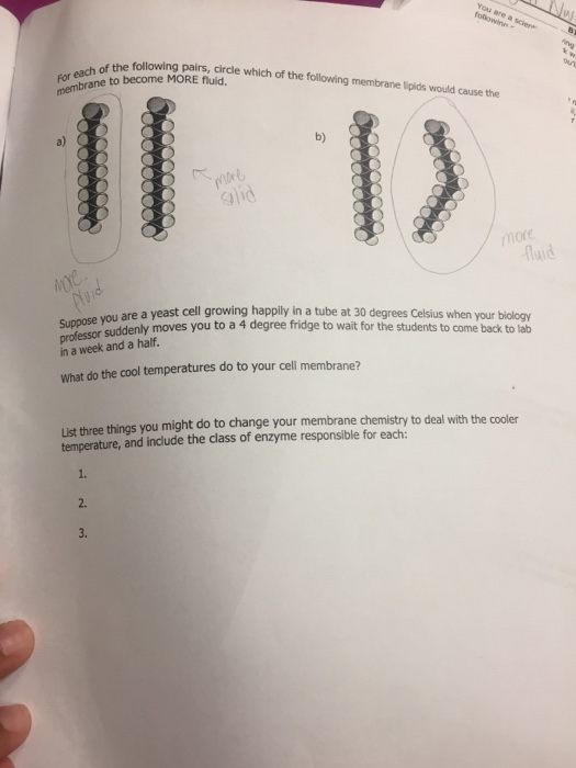 Question: ICA 12: Building and crossing a Cell Membrane List THREE functions of a cell membrane: efit ell t...