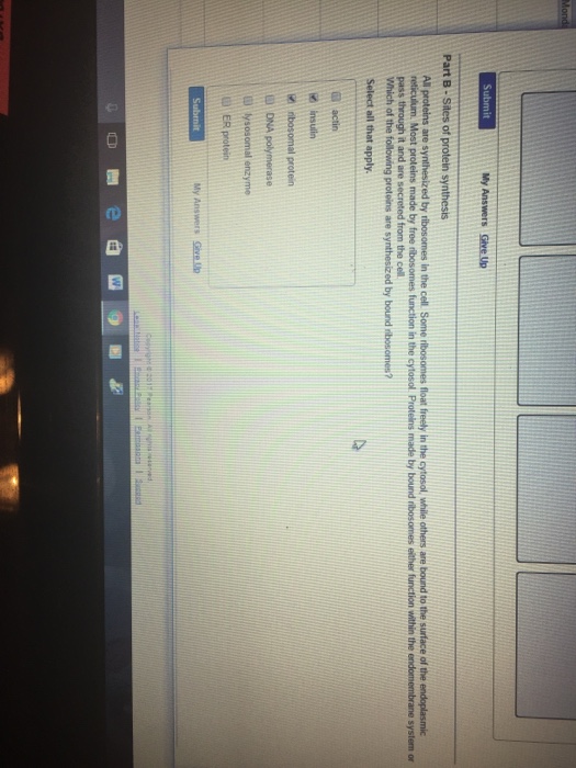 All Proteins Are Synthesized By Ribosomes In The C...