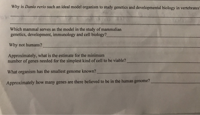Question: Why is Danio rerio such an ideal model organism to study genetics and developmental biology in ve...