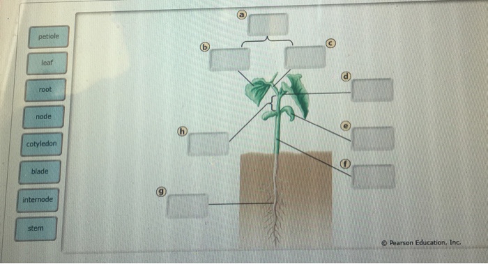 Question: Node cotyledon blade internode stem Pearson Education, Inc.