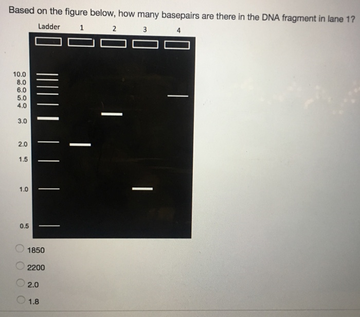 Question: Based on the figure below, how many basepairs are there in the DNA fragment in lane 1?  1850  220...