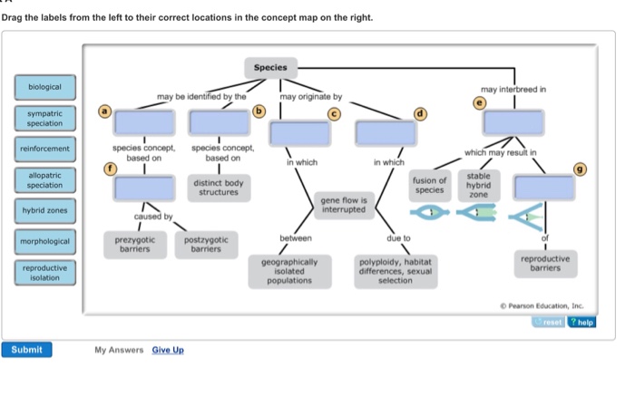 drag the terms to their correct locations in this concept map about cell division 14 1 Human Chromosomes Quizlet drag the terms to their correct locations in this concept map about cell division