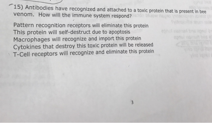 Bee venom extraction process picture