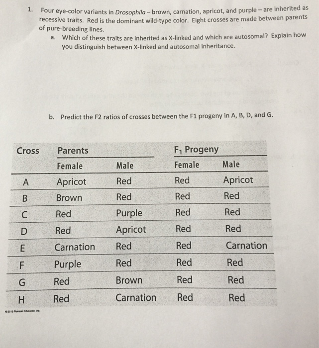 Solved 1. Four Eyecolor Variants In Drosophila Brown, C...