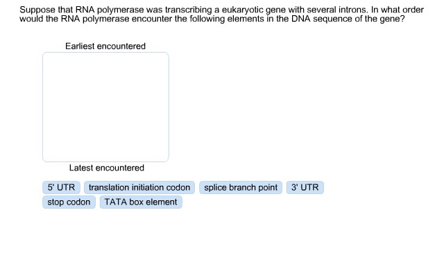 Question: Suppose that RNA polymerase was transcribing a eukaryotic gene with several introns. In what orde...