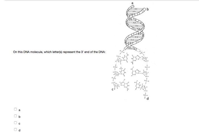 Question: On this DNA molecule, which letter(s) represent the 3' end of the DNA:  a  b  c  d