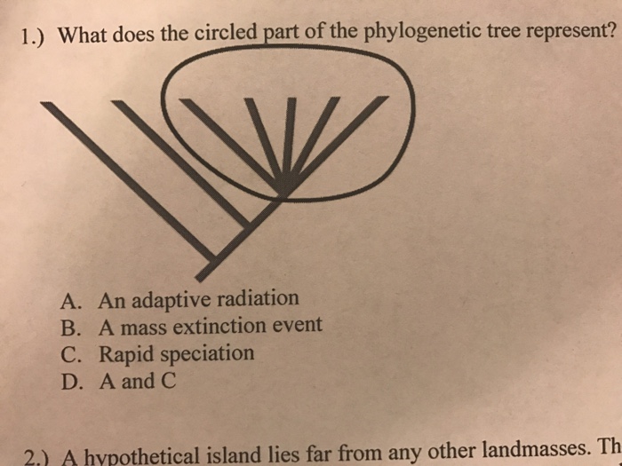 what does the circled part of the phylogenetic tree indicate