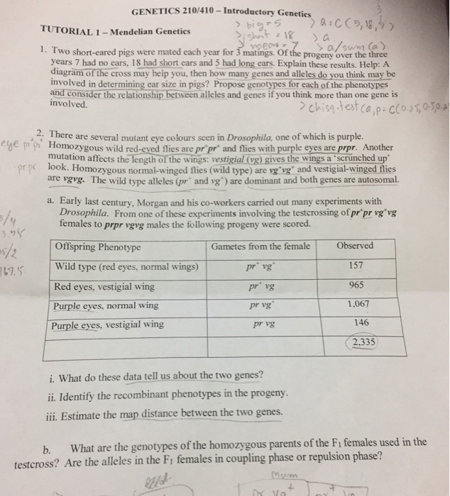 Question: GENETICS 21 Introductory Genetics TUTORIAL 1-Mendelian Genetics 1. Two short-eared pigs were mate...