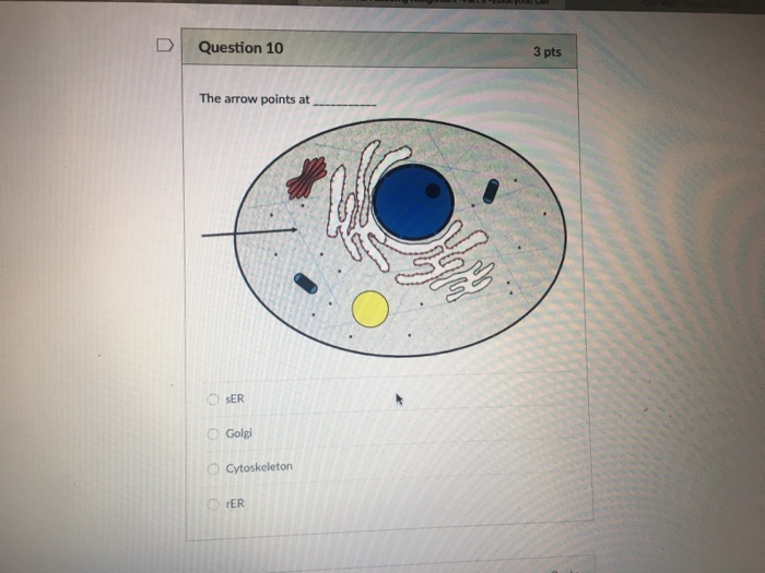 Question: Question 11 2 pts The arrow points at Lysosome rER Golgi