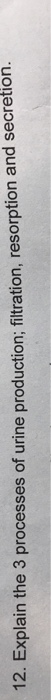 Question: Explain the 3 processes of urine production; filtration, resorption and secretion: