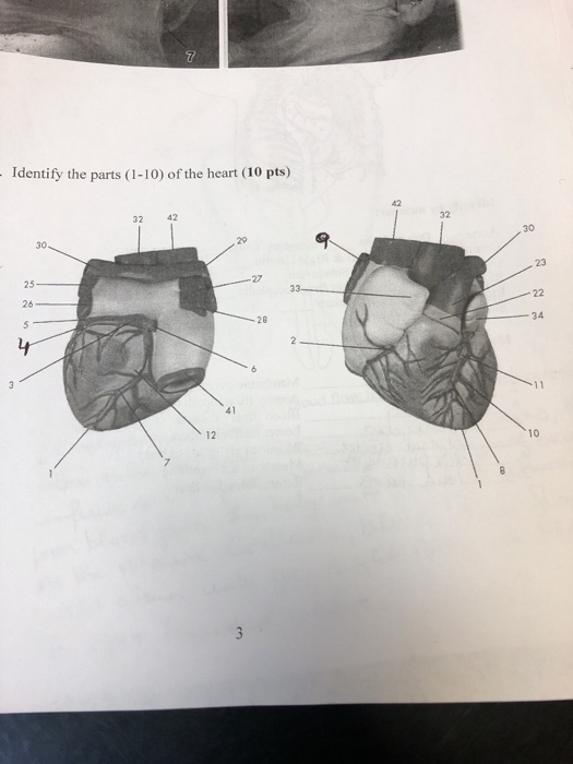 Question: Identify the parts (1-10) of the heart (10 pts) 32 42 32 30 30 23 25 27 28 34 41 12 10