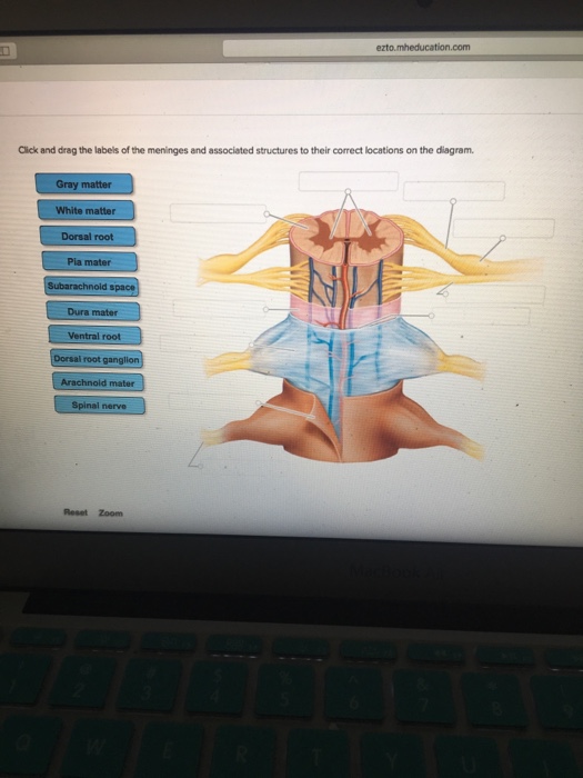 Click And Drag The Labels Of The Meninges And Asso...