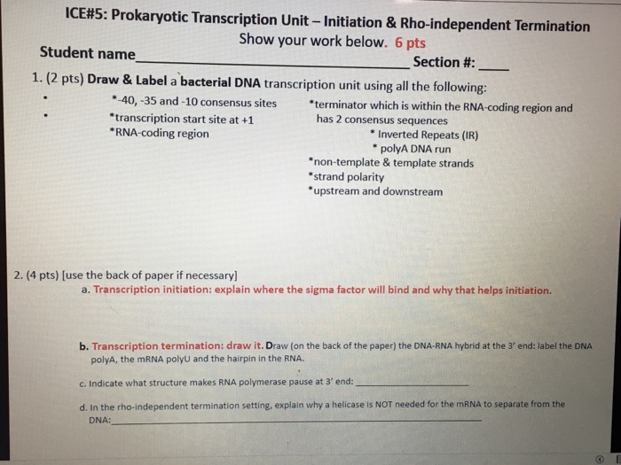 Question: ICE#5: Prokaryotic Transcription Unit-Initiation & Rho-independent Termination Show your work bel...