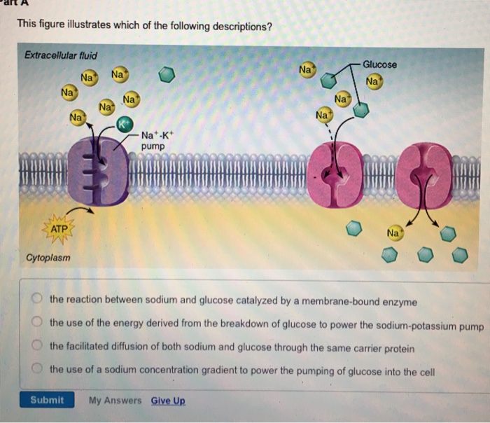 Solved This Figure Illustrates Which Of The Following Des...