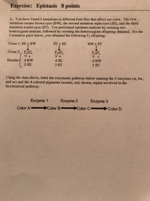 Question: Exercise: Epistasis 8 points 1. You have found 3 mutations in different fruit flies that affect e...