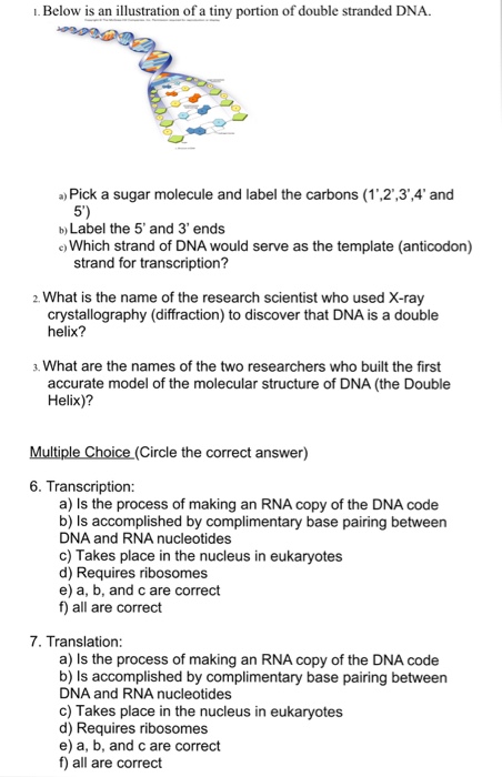 Question: I. Below is an illustration of a tiny portion of double stranded DNA a Pick a sugar molecule and ...