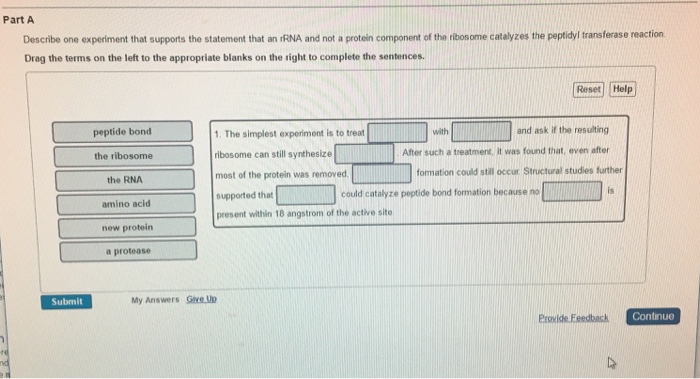 Question: Describe one experiment that supports the statement that an rRNA and not a protein component of t...