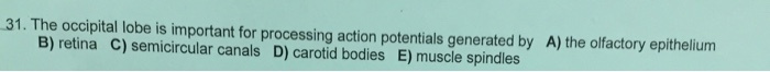 Question: The occipital lobe is important for processing action potentials generated by A) the olfactory ep...