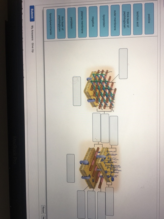 Question: Outer thin layer of My Answers Give Up