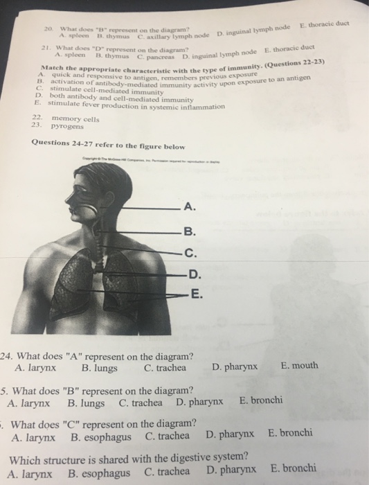Question: What does "B" represent on the diagram?  A. spleen B. thymus C. axillary lymph node D. inguinal l...