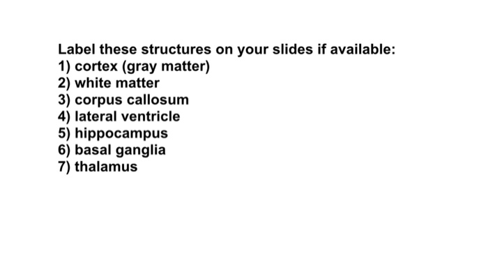 Question: Label these structures on your slides if available: 1) cortex (gray matter) 2) white matter 3) co...