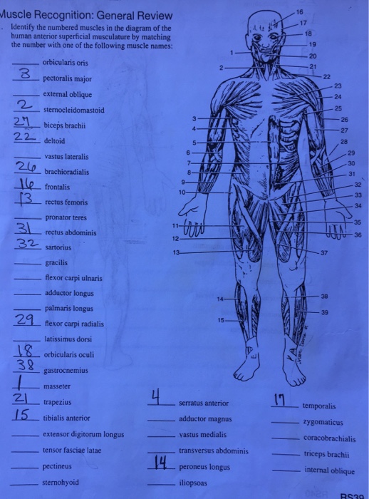 Solved: Muscle Recognition: General Review Identify The Nu... | Chegg.com