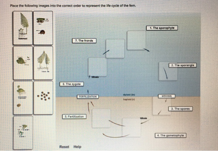 Question: Place the following images into the correct order to represent the life cycle of the fem.