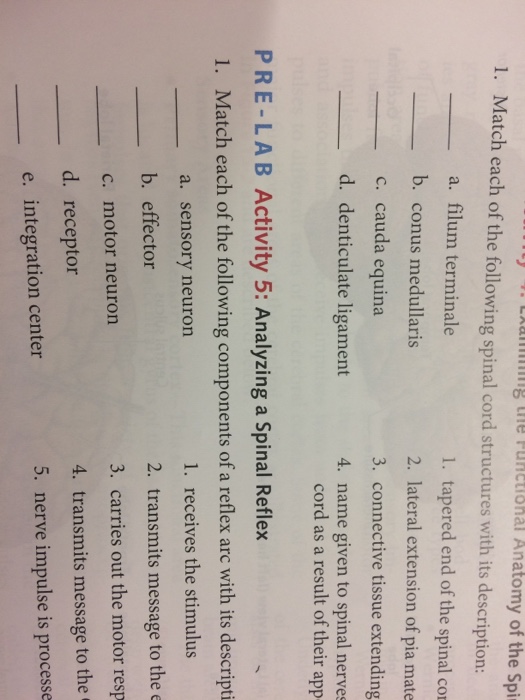 Question: Match each of the following spinal cord structures with its description:  a. filum terminale  b. ...