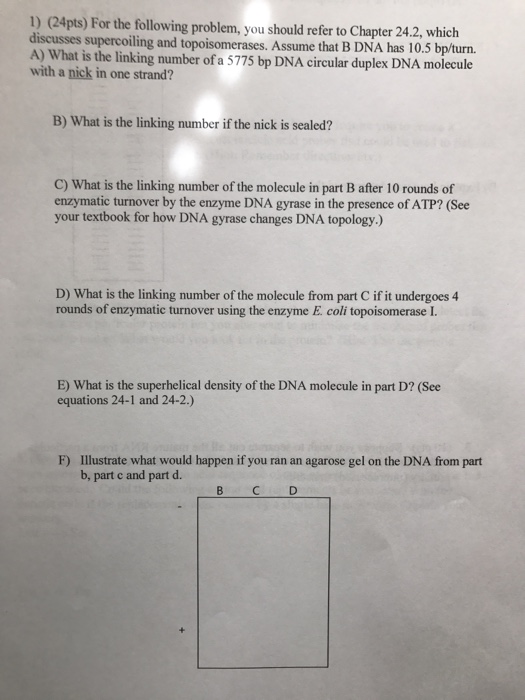 Question: For the following problem, you should refer to Chapter 24.2, which discusses supercoiling and top...