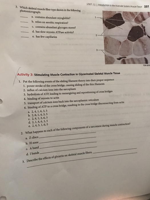Question: 236 UNIT 12 introduction to Muscularsstern MusceTissue 2. Match each of the following terms with ...