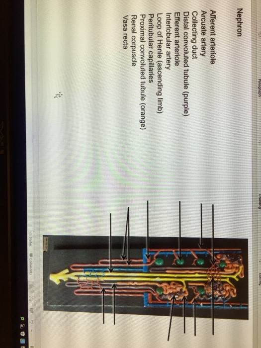 Question: Nephron Afferent arteriole Arcuate artery Collecting duct Distal convoluted tubule (purple) Effer...