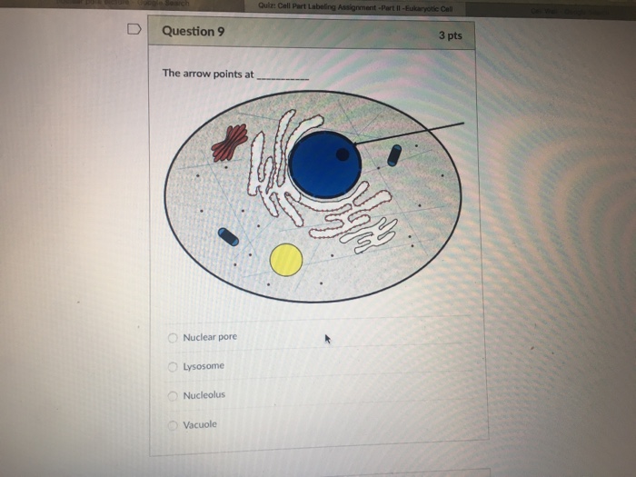 Question: Question 11 2 pts The arrow points at Lysosome rER Golgi