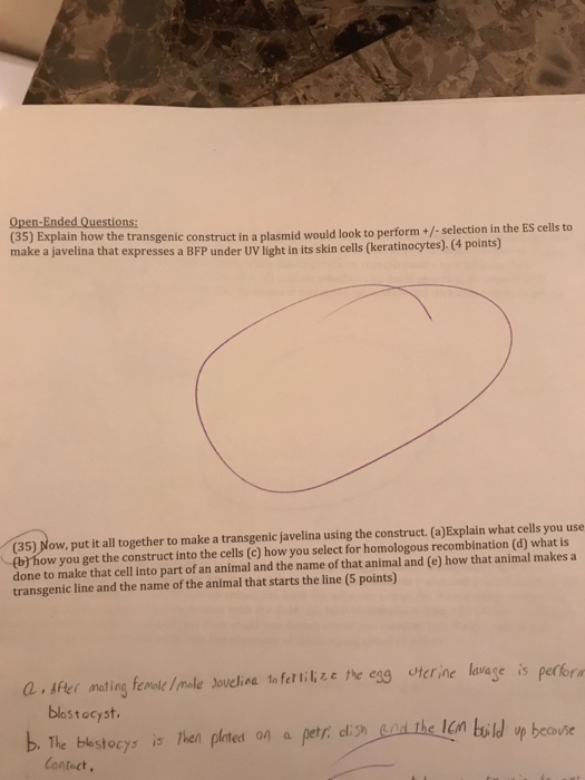 Question: (35) Explain how the transgenic construct in a plasmid would look to perform+/-selection in the E...