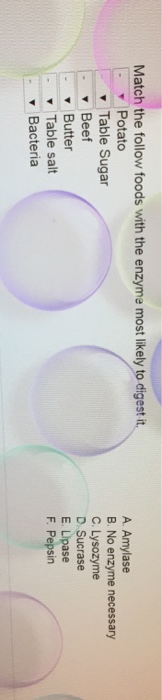 Question: Match the follow foods with the enzyme most likely to digest it.  A. Amylase  B. No enzyme necess...