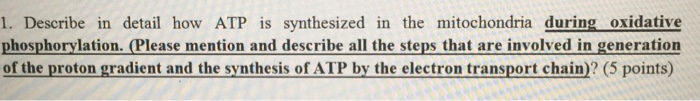 Question: Describe in detail how ATP is synthesized in the mitochondria during oxidative phosphorylation. (...