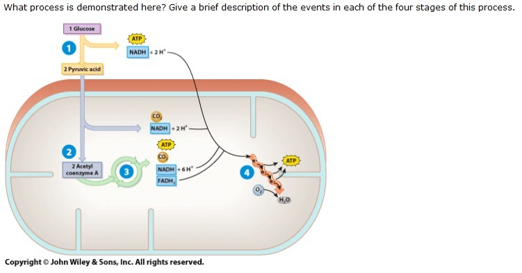 Biology homework help cells