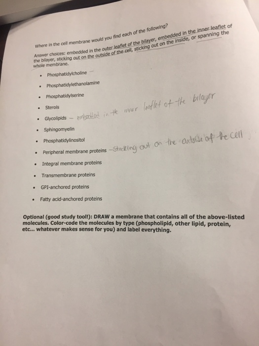 Question: ICA 12: Building and crossing a Cell Membrane List THREE functions of a cell membrane: efit ell t...