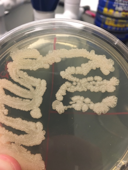 Question: Need to identify an unknown sample that was distributed and kept inan inoculating chamberat 30 ...