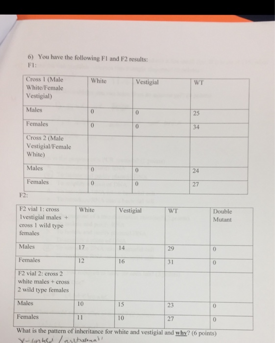 Question: You have the following F1 and F2 results:  F1:  F2:  What is the pattern of inheritance for white...