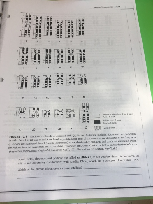 Question: Chromosome bands as observed Q-, G-, and R-staining method. Autosomes are numbered in order from ...